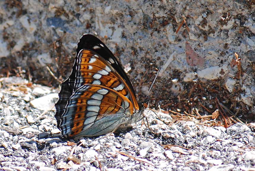 Limenitis populi